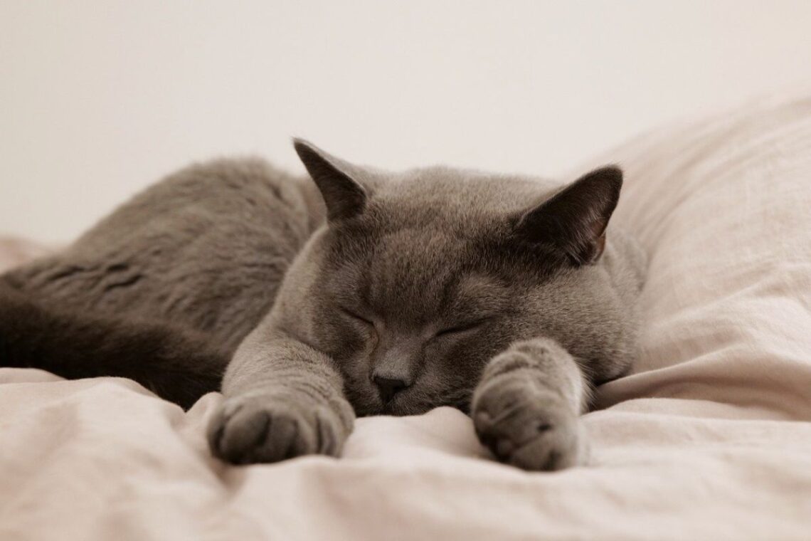 sleep hygeine