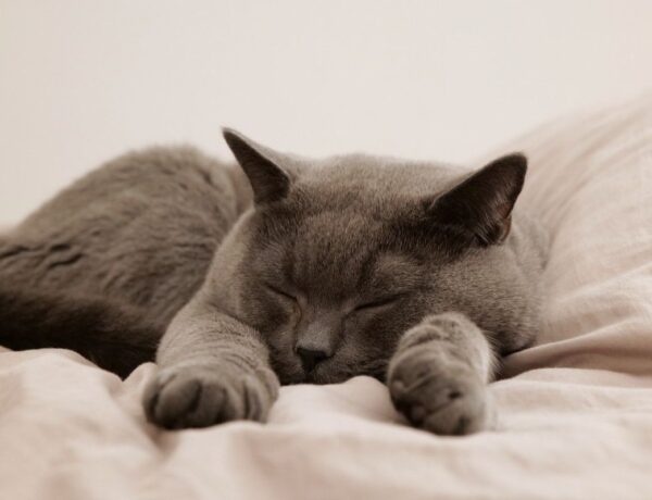 sleep hygeine